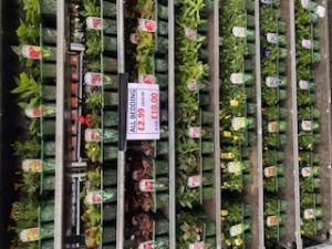 All Bedding Plants £1.99 each or 6 for £10